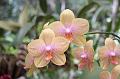 05 Orchid 3